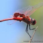 Dragonfly - Narrow-lobed Glider.