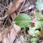 Eggs of yellow admiral on native pellitory.