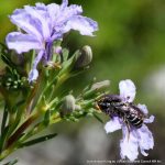 Native bee on Lechenaultia floribunda.