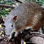 Southern Brown Bandicoot.