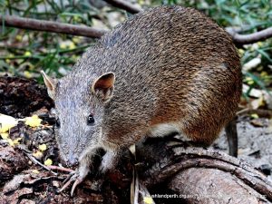 Southern Brown Bandicoot.