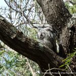 Tawny Frogmouth at Allen Park.