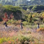 Western Grey Kangaroos