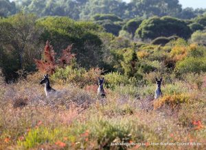 Western Grey Kangaroos