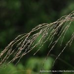 African Lovegrass 3.