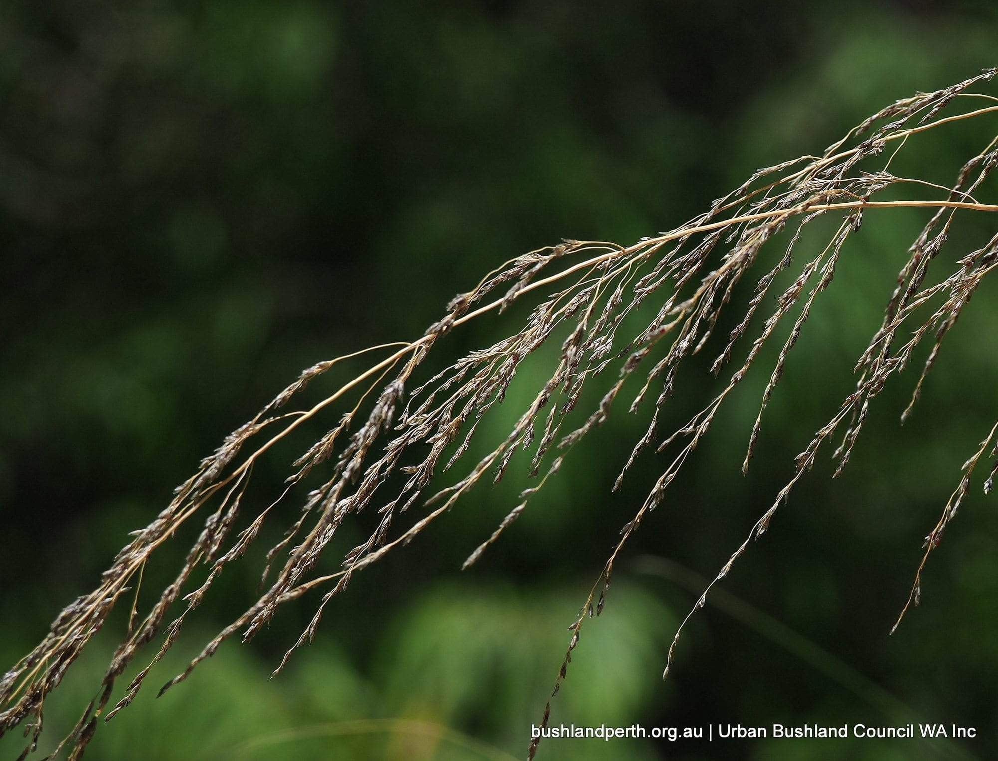 african lovegrass weed