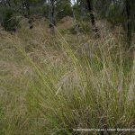 African Lovegrass 1.