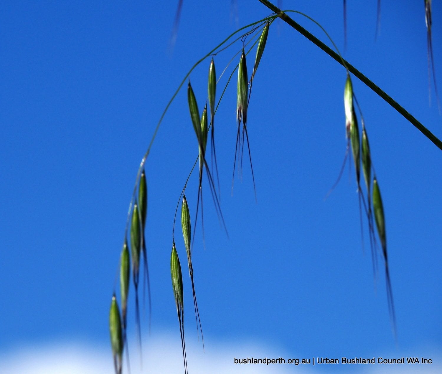 Bearded Oat 3.