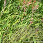 Bugle Lily 1.