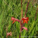 Bugle Lily 2.