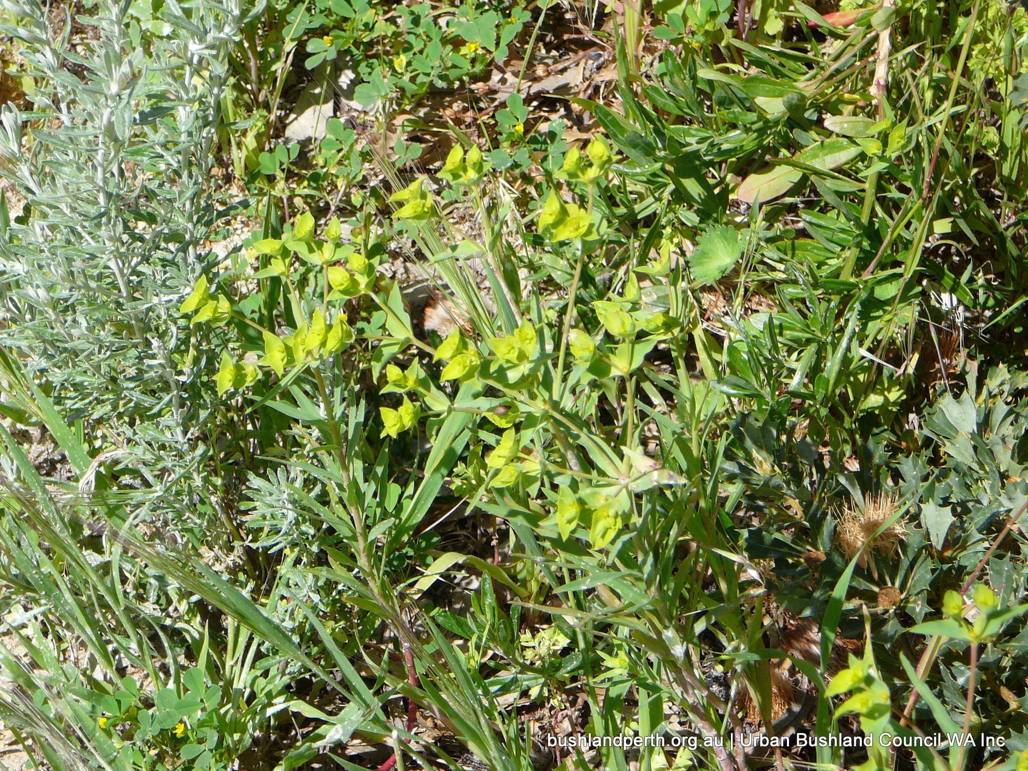 Geraldton Carnation Weed 1.