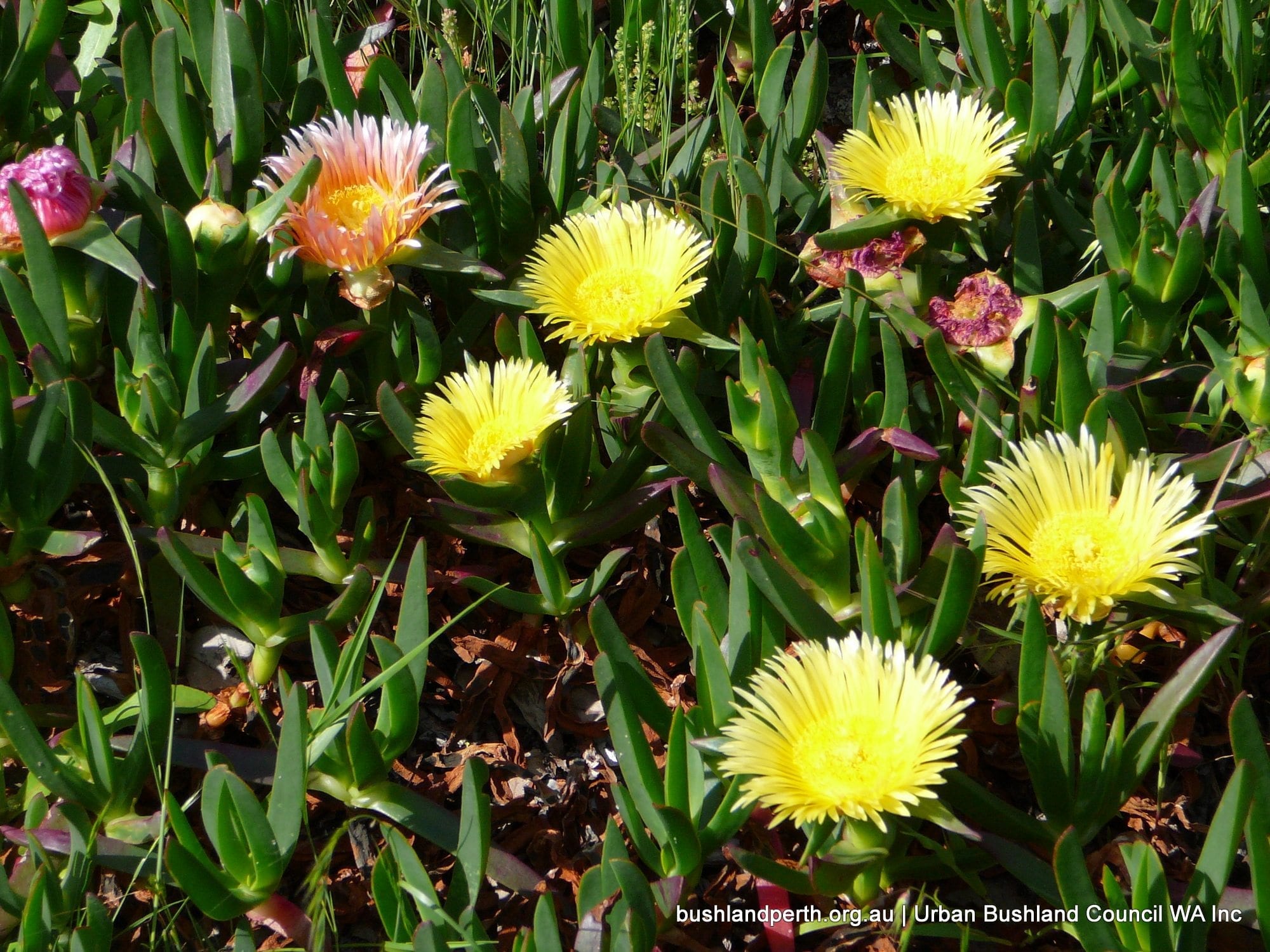 Pigface or Hottentot - Urban Bushland Council WA