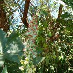 Castor Oil Plant 3.