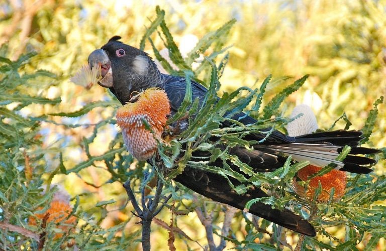 black cockatoo in banksia