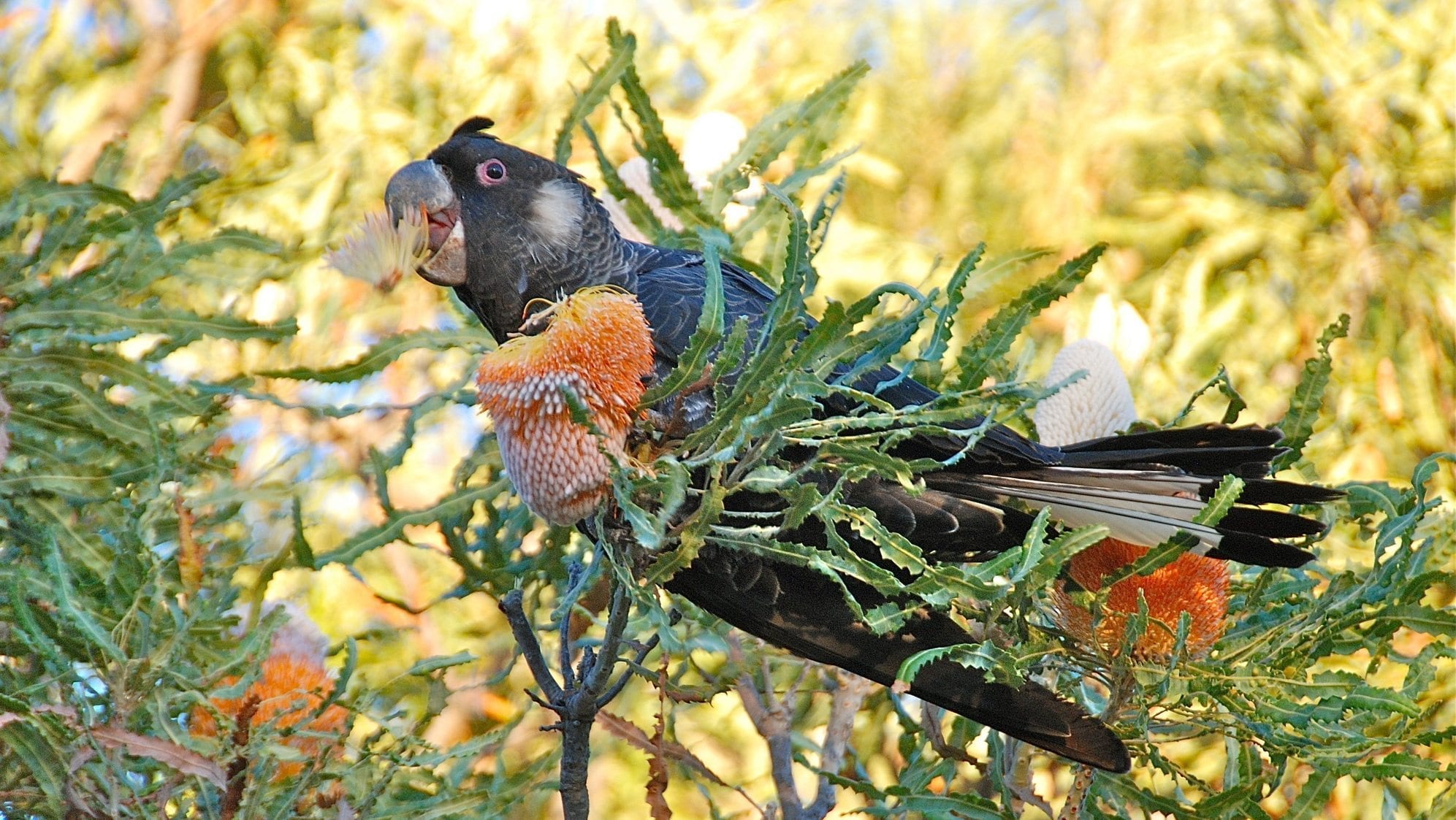 black cockatoo in banksia