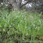 White Fumitory 1.