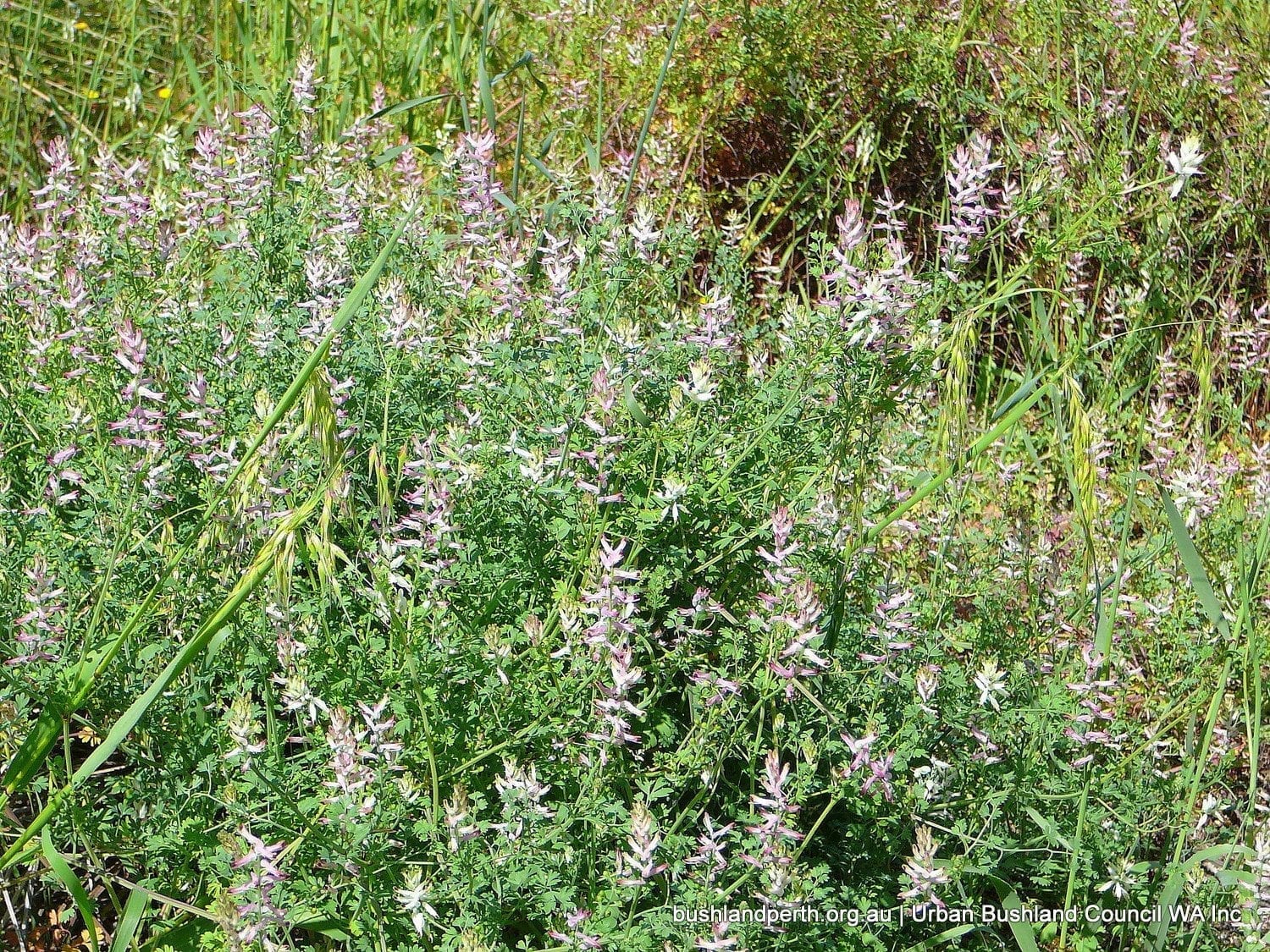 Wall Fumitory 2.