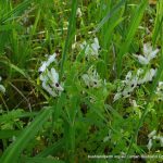 White Fumitory 2.