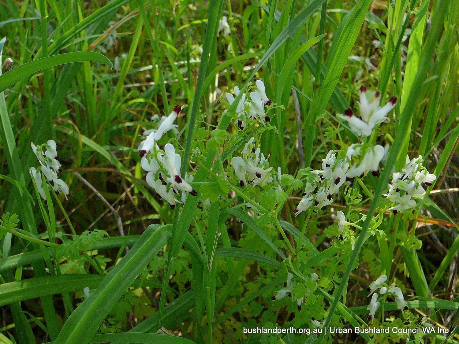 White Fumitory 2.