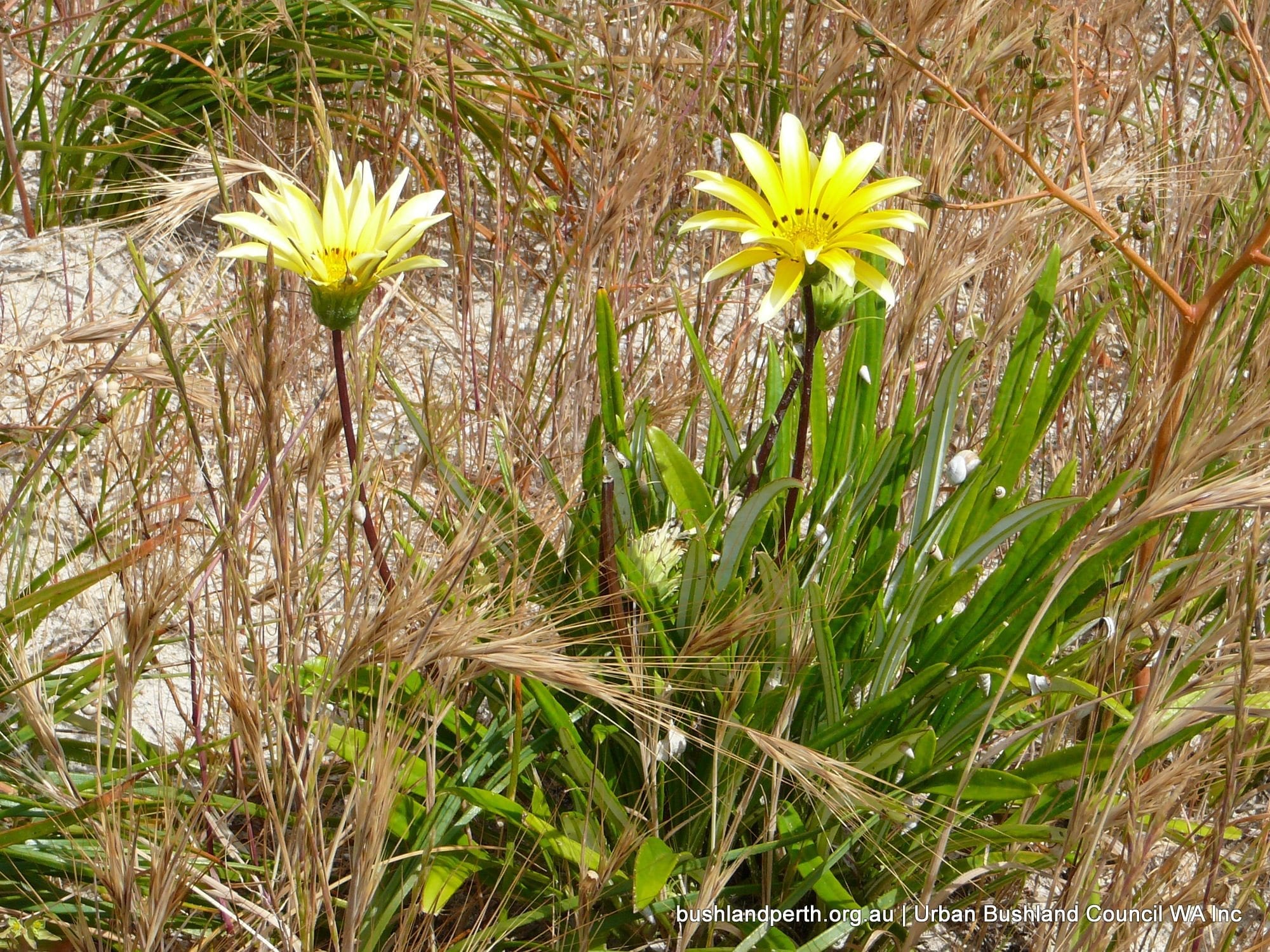 Gazania 1.