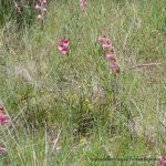 Pink Gladiolus 1.