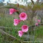 Pink Gladiolus 2.