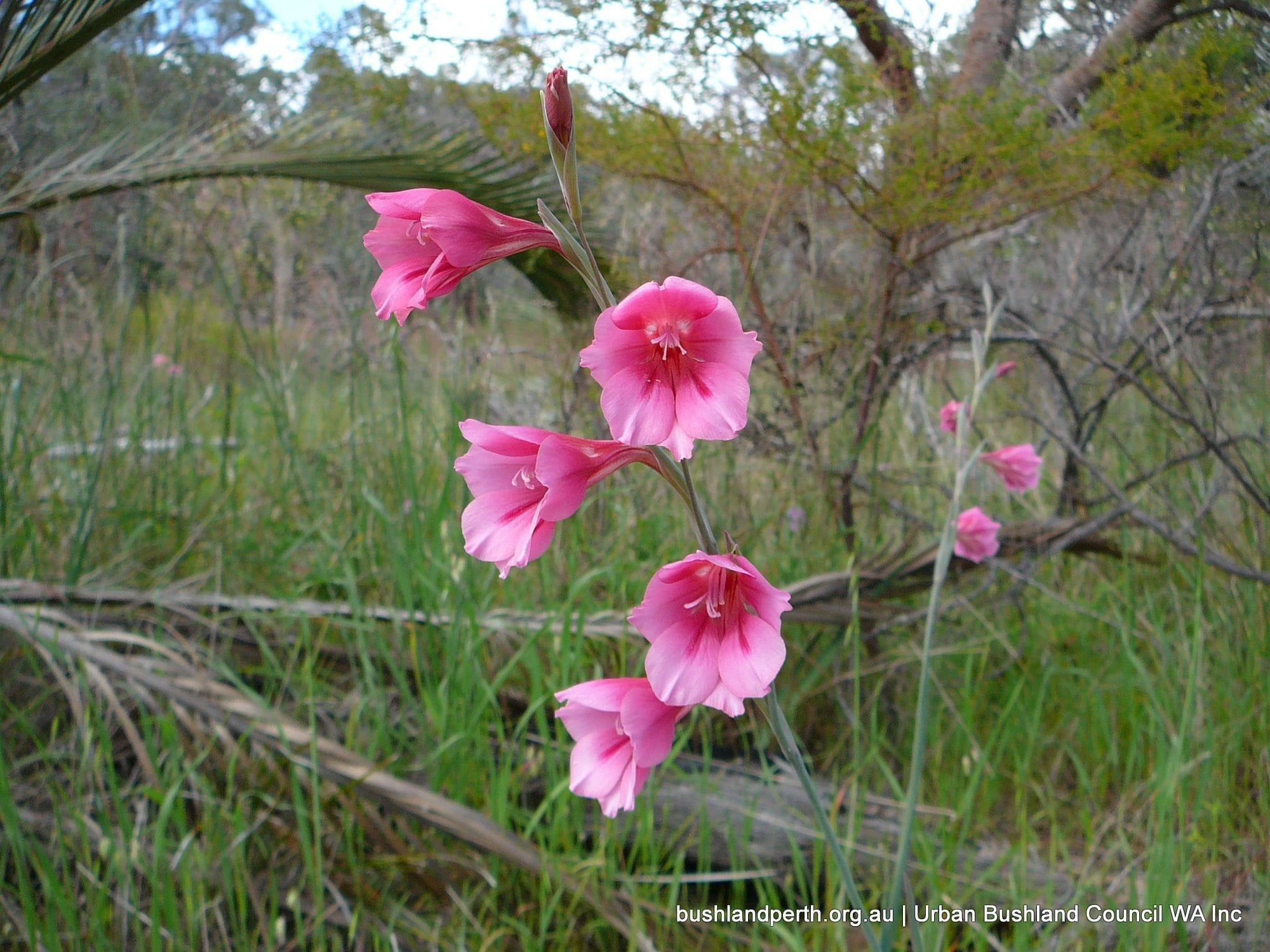 Pink Gladiolus 2.