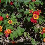 Lantana 1.