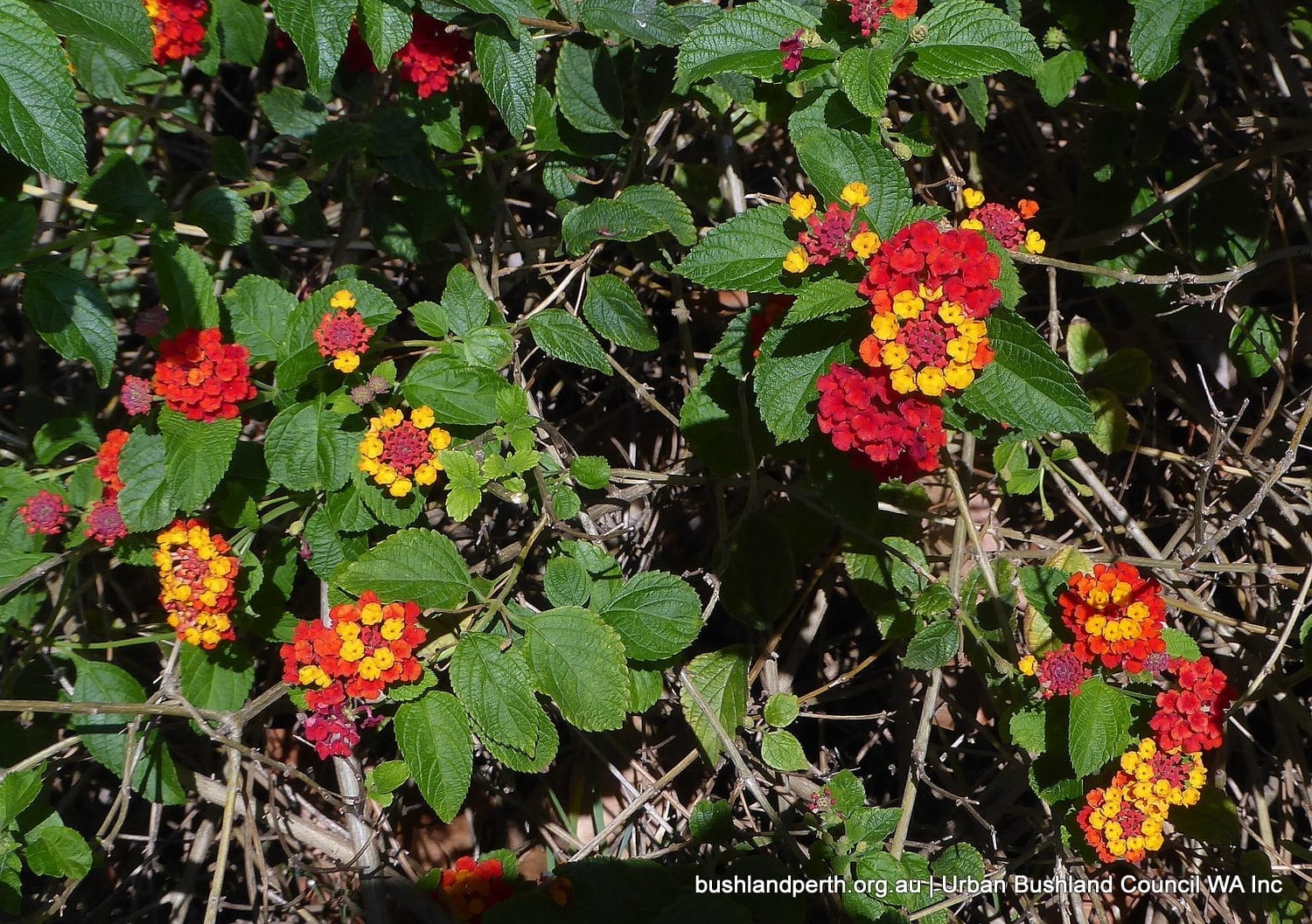 Lantana 1.