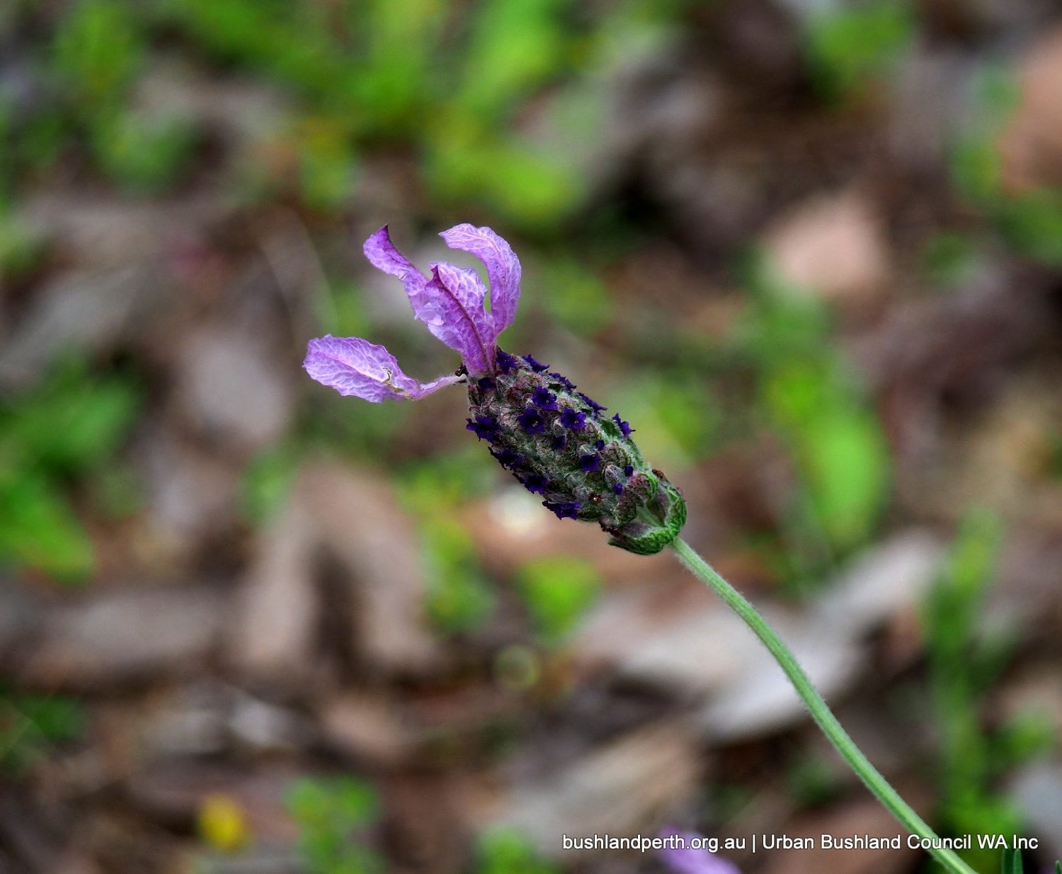 Lavender 2.