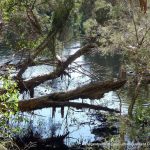 Yanchep NP.