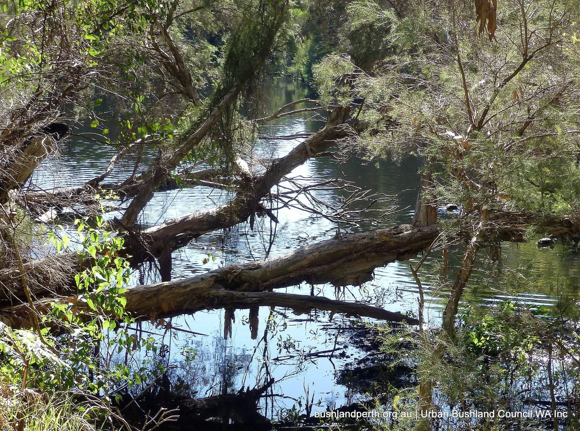 Yanchep NP.