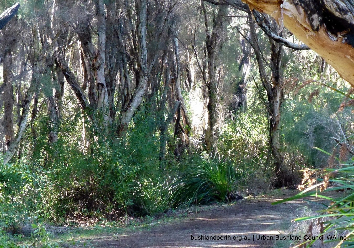 Yanchep National Park Urban Bushland Council WA