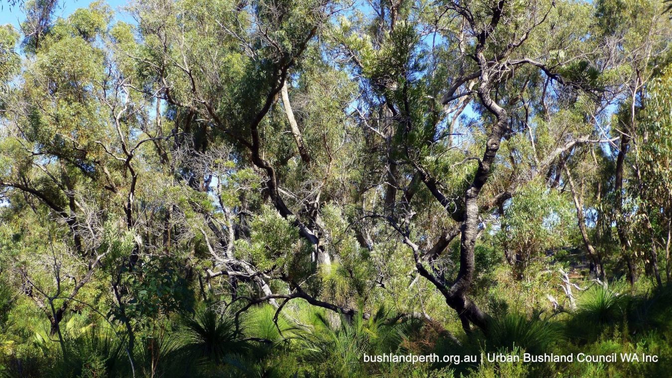 Yanchep NP.