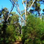 Yanchep NP.