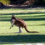 Yanchep NP.