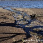 Wetland Outfall.