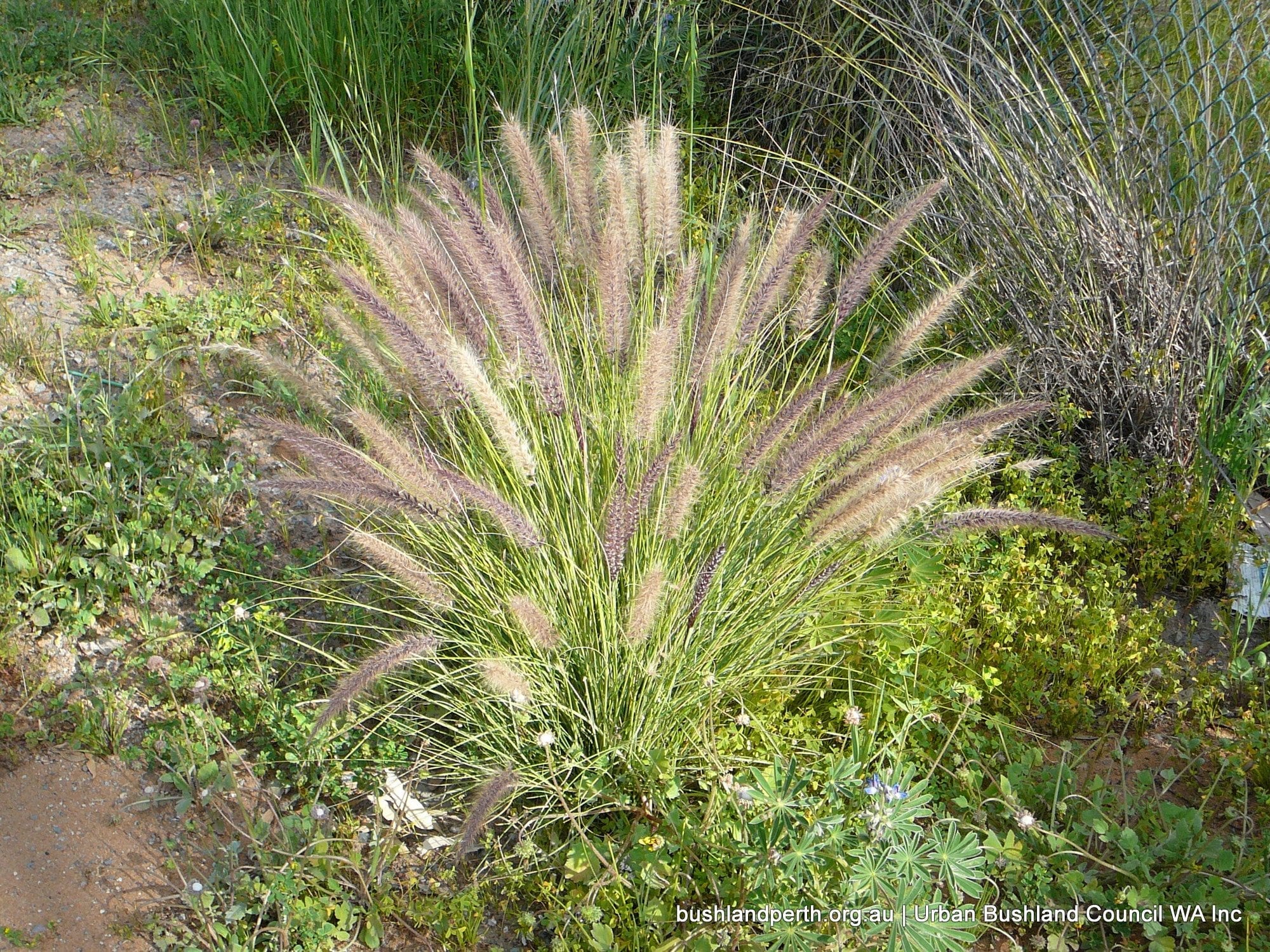 Fountain Grass 3.