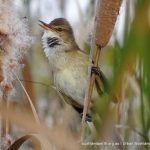 Australian Reed Warbler.