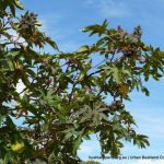 Castor Oil Plant 2.