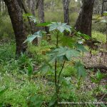 Castor Oil Plant 4.