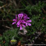 Pelargonium 2.