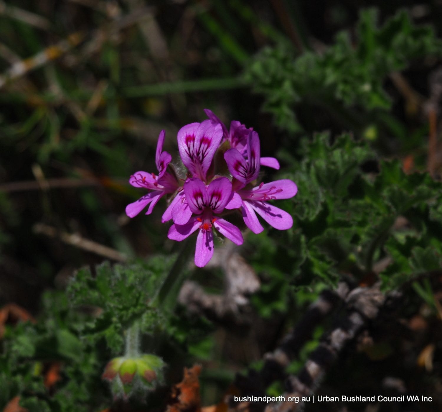 Pelargonium 2.