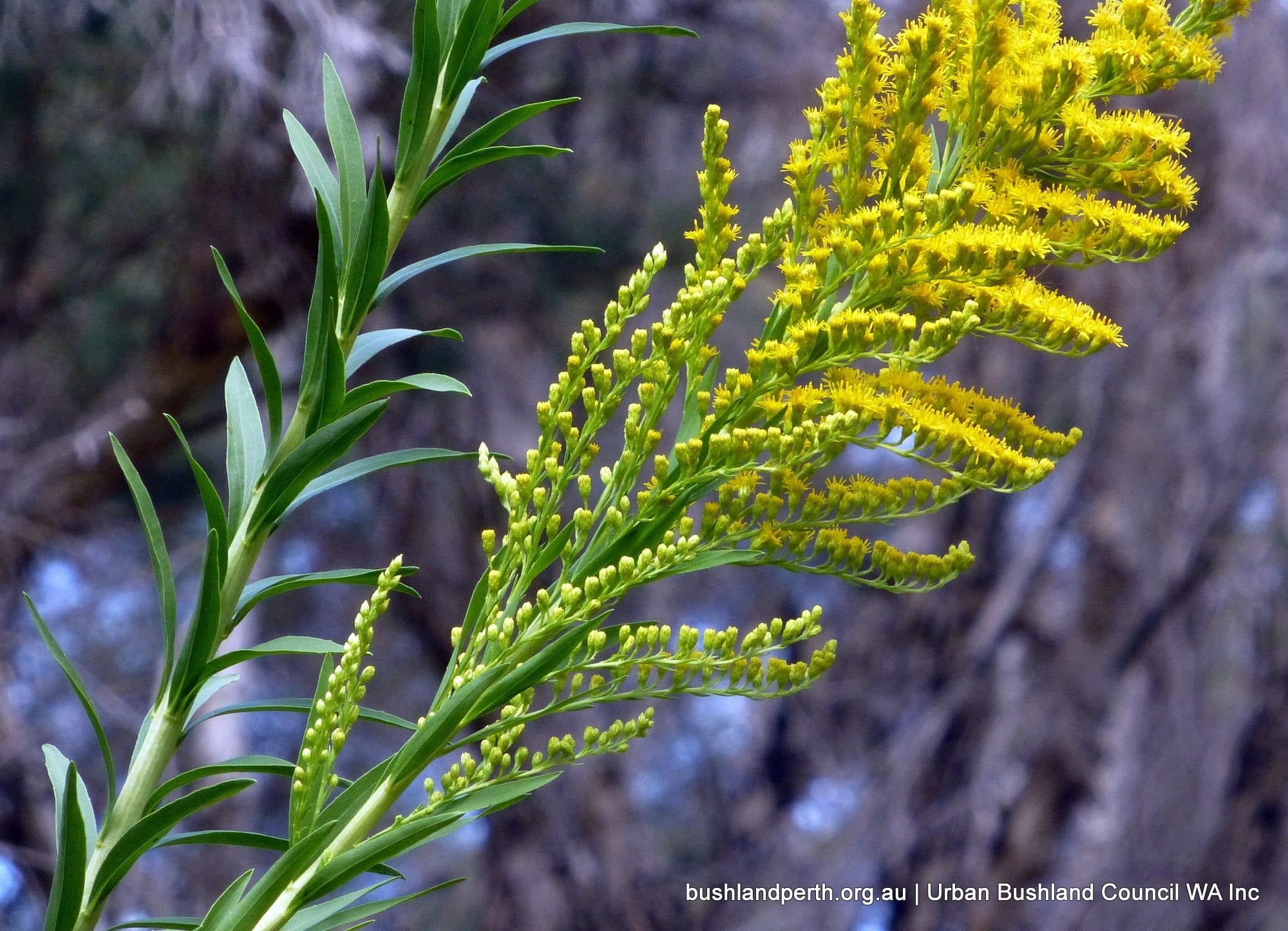 Goldenrod 2.