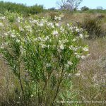 Swan Bush 2.