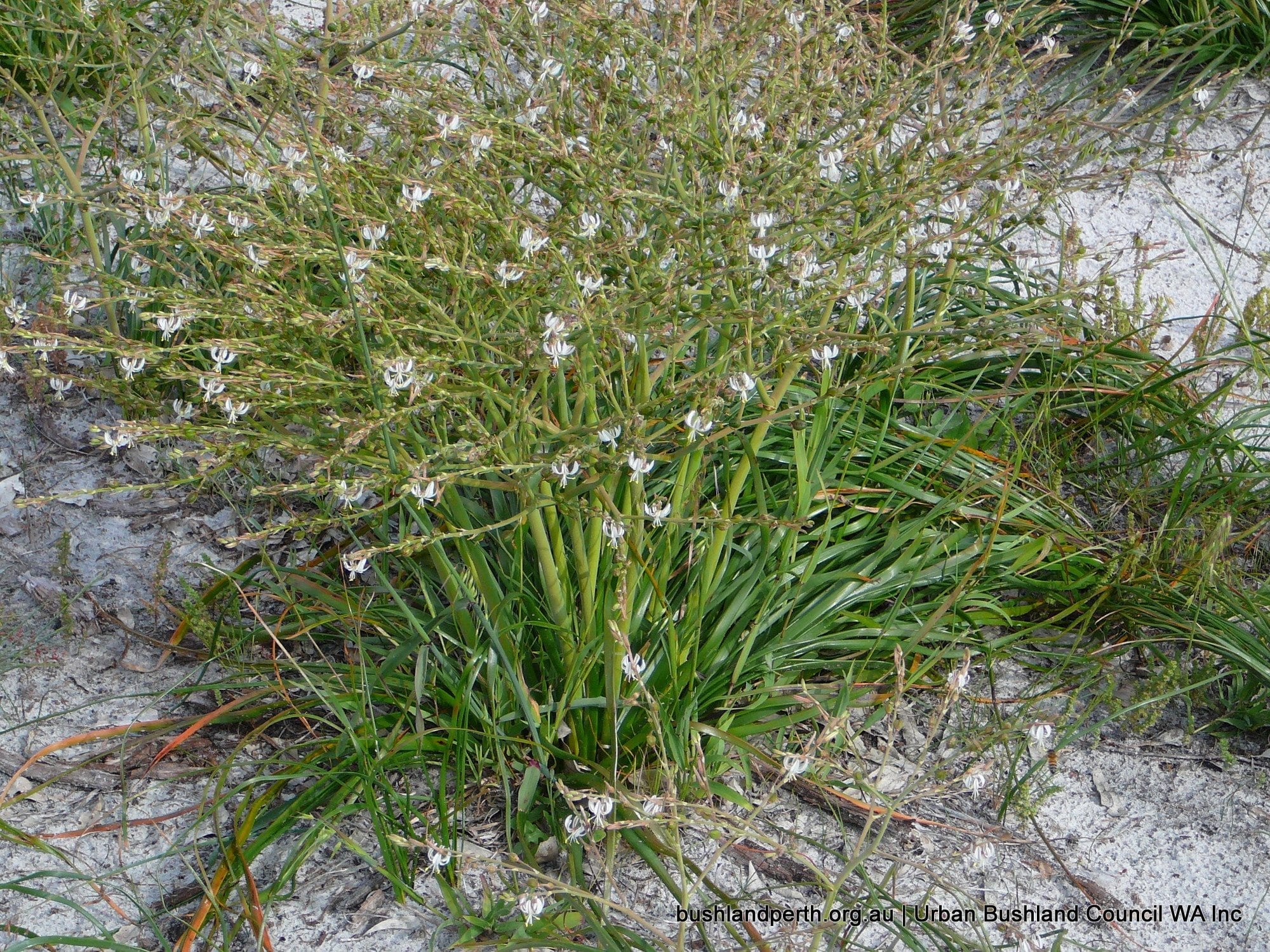 Dune Onion Weed 2.