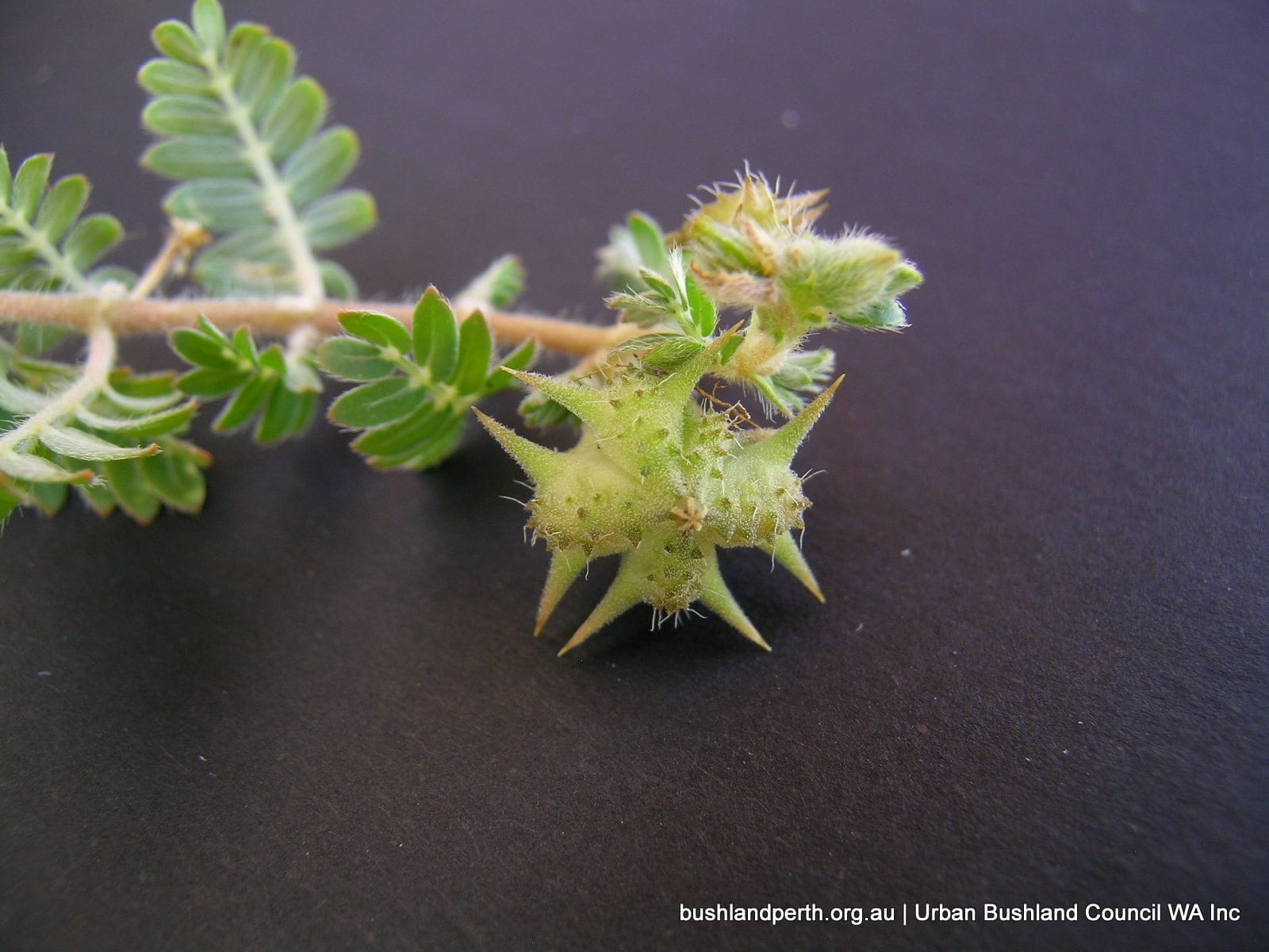 Caltrop.