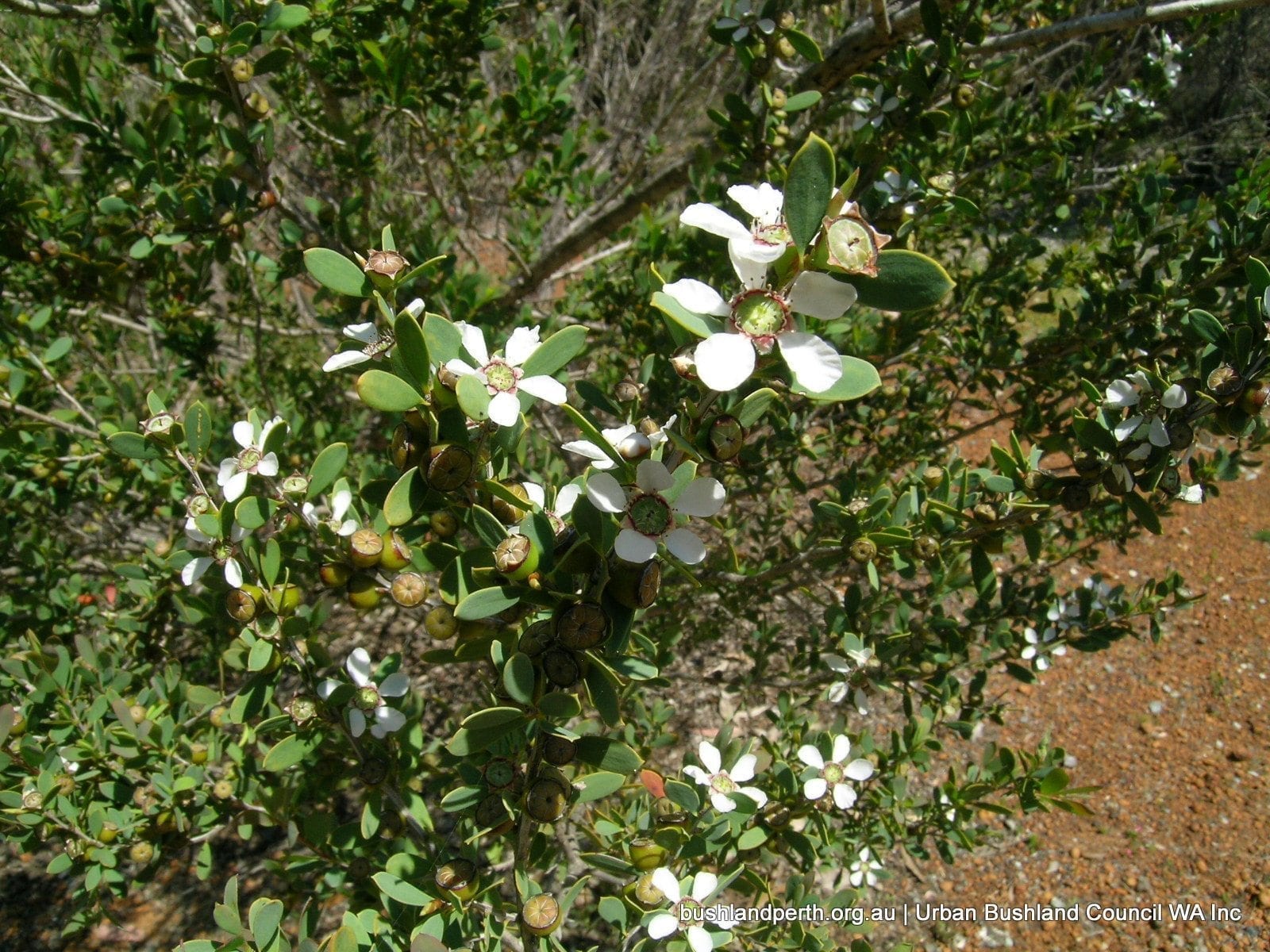 Victorian Tea-tree 3.