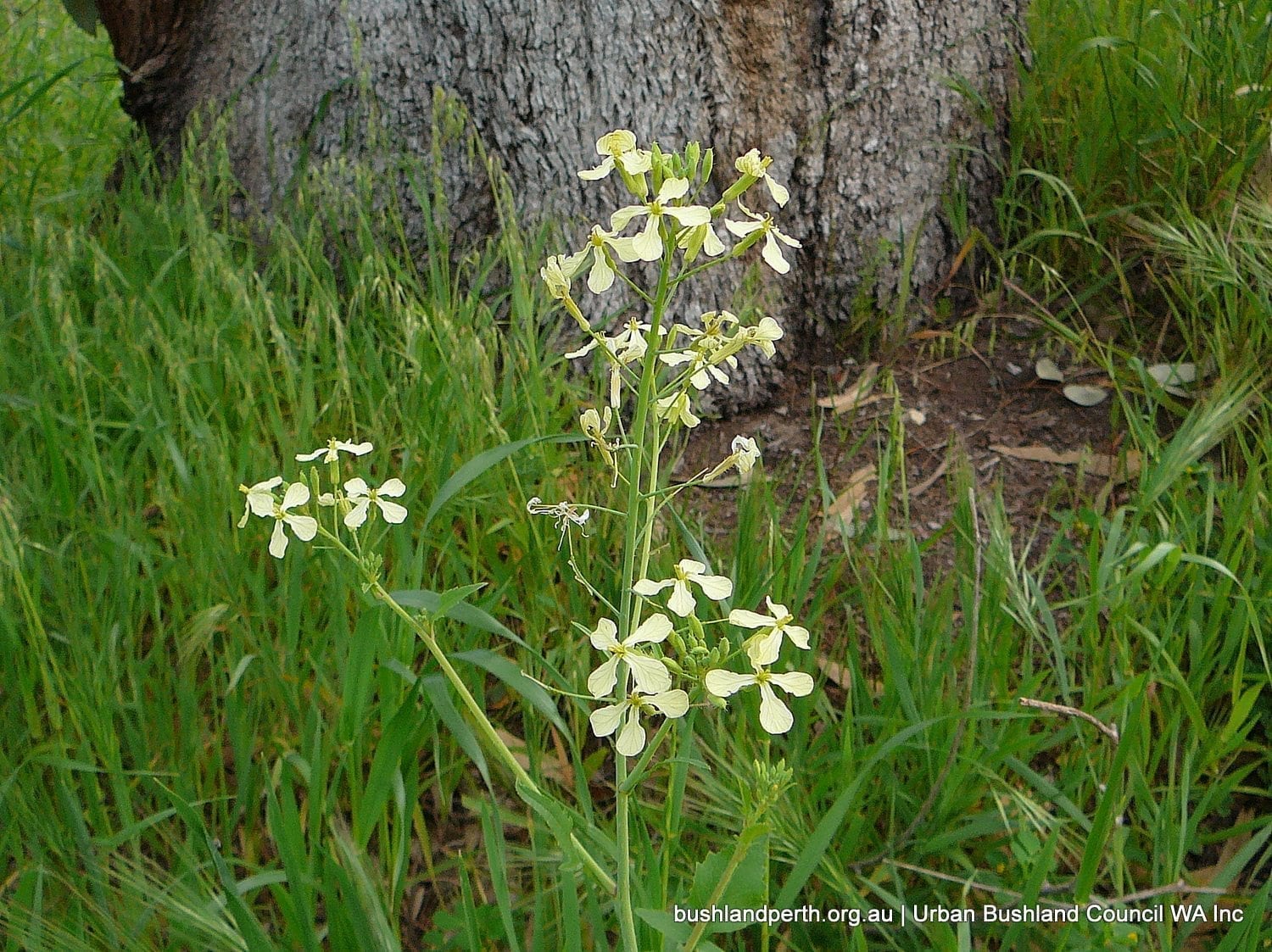 Wild Radish 5.