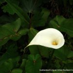 Arum Lily 1.